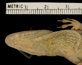 Media type: image;   Herpetology R-81664 Aspect: head ventral